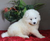 AKC Registered Samoyed For Sale Danville OH Female-Lily