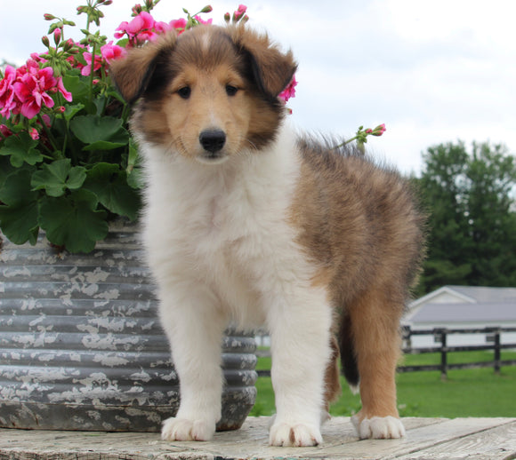 Collie Lassie For Sale Fredericksburg OH Female-Lacey