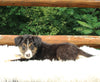 ABCA Registered Border Collie For Sale Warsaw OH Male-Buster