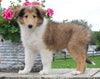 Collie Lassie For Sale Fredericksburg OH Female-Lacey