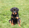 AKC Registered Rottweiler For Sale Sugarcreek OH Male-Ranger