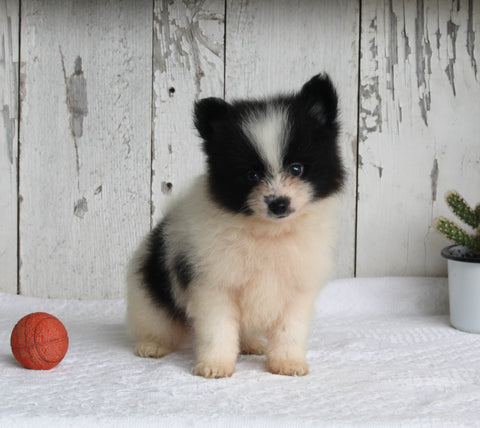 ACA Registered Pomeranian For Sale Millersburg OH Male-Tucker