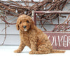 Mini Goldendoodle For Sale Sugarcreek OH Female-Lainey