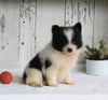 ACA Registered Pomeranian For Sale Millersburg OH Male-Tucker