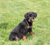 AKC Registered Rottweiler For Sale Sugarcreek OH Male-Ranger