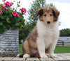 Collie Lassie For Sale Fredericksburg OH Female-Lacey