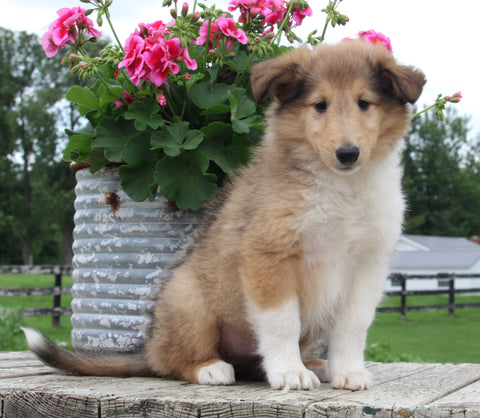 Collie Lassie For Sale Fredericksburg OH Female-Lola