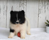 ACA Registered Pomeranian For Sale Millersburg OH Male-Oreo