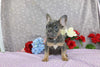 AKC Registered French Bulldog For Sale Wooster OH Female-Yara