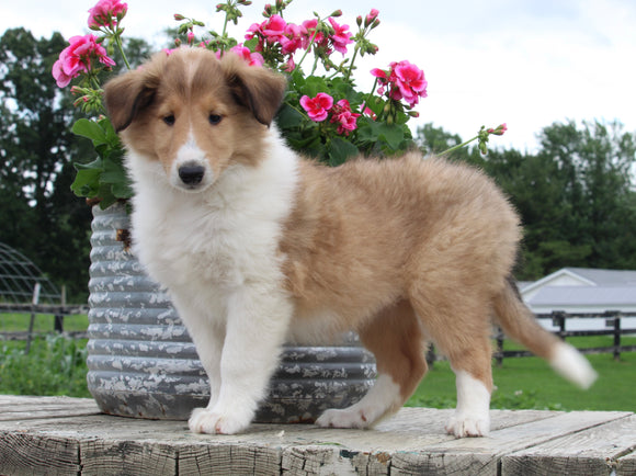 Collie Lassie For Sale Fredericksburg OH Female-Lelah