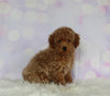 ACA Registered Mini Poodle For Sale Sugarcreek OH Female-Mia