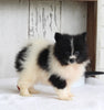 ACA Registered Pomeranian For Sale Millersburg OH Male-Oreo