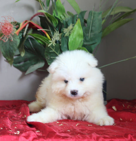 AKC Registered Samoyed For Sale Danville OH Male-Mason