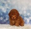 ACA Registered Mini Poodle For Sale Sugarcreek OH Male-Odis