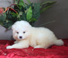AKC Registered Samoyed For Sale Danville OH Male-Mason