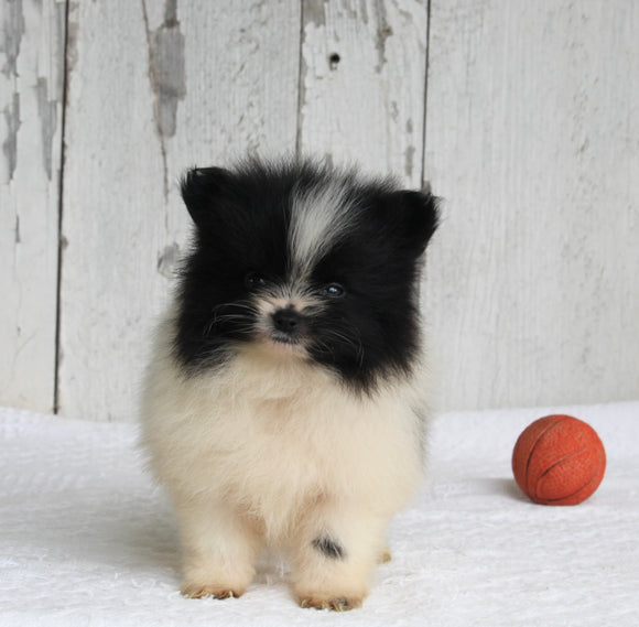 ACA Registered Pomeranian For Sale Millersburg OH Female-Violet