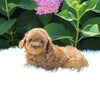 AKC Registered Mini Poodle For Sale Millersburg OH Female-Maddie