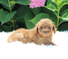 AKC Registered Mini Poodle For Sale Millersburg OH Female-Maddie