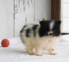 ACA Registered Pomeranian For Sale Millersburg OH Female-Violet
