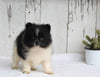 ACA Registered Pomeranian For Sale Millersburg OH Female-Trixie