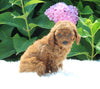 AKC Registered Mini Poodle For Sale Millersburg OH Male-Tarzan