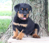 AKC Rottweiler For Sale Fredericksburg OH Male-Rocky