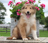 Collie Lassie For Sale Fredericksburg OH Male-Leo
