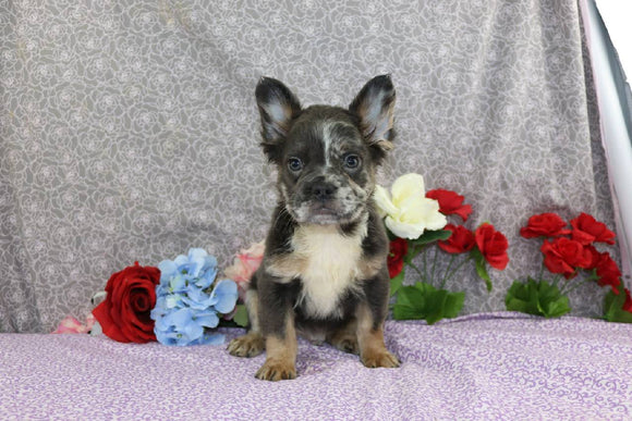 AKC Registered French Bulldog For Sale Wooster OH Male-Yancy