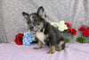 AKC Registered French Bulldog For Sale Wooster OH Male-Yancy