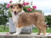 Collie Lassie For Sale Fredericksburg OH Male-Leo