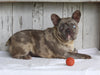 AKC French Bulldog For Sale Millersburg OH Female-Salt & Pepper