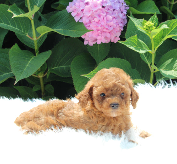 AKC Registered Mini Poodle For Sale Millersburg OH Female-Kelly