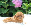 AKC Registered Mini Poodle For Sale Millersburg OH Female-Kelly