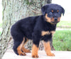 AKC Rottweiler For Sale Fredericksburg OH Male-Rex