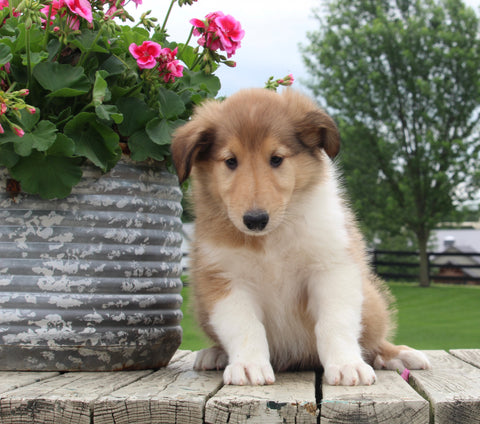 Collie Lassie For Sale Fredericksburg OH Male-Lennie