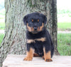 AKC Rottweiler For Sale Fredericksburg OH Male-Rex