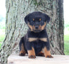AKC Rottweiler For Sale Fredericksburg OH Male-Ryder