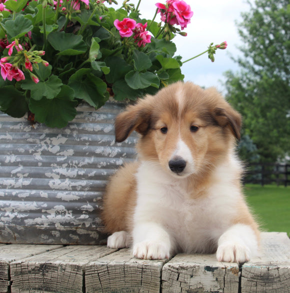 Collie Lassie For Sale Fredericksburg OH Female-Lana