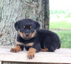 AKC Rottweiler For Sale Fredericksburg OH Male-Ryder