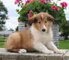 Collie Lassie For Sale Fredericksburg OH Female-Lana