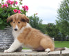 Collie Lassie For Sale Fredericksburg OH Female-Lana