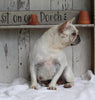 AKC French Bulldog For Sale Millersburg OH Female-Jolly