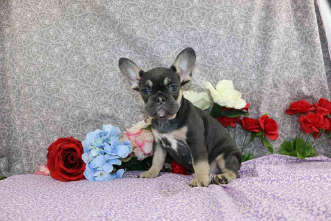 AKC Registered French Bulldog For Sale Wooster OH Female-Zephyr