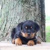 AKC Rottweiler For Sale Fredericksburg OH Male-Rusty