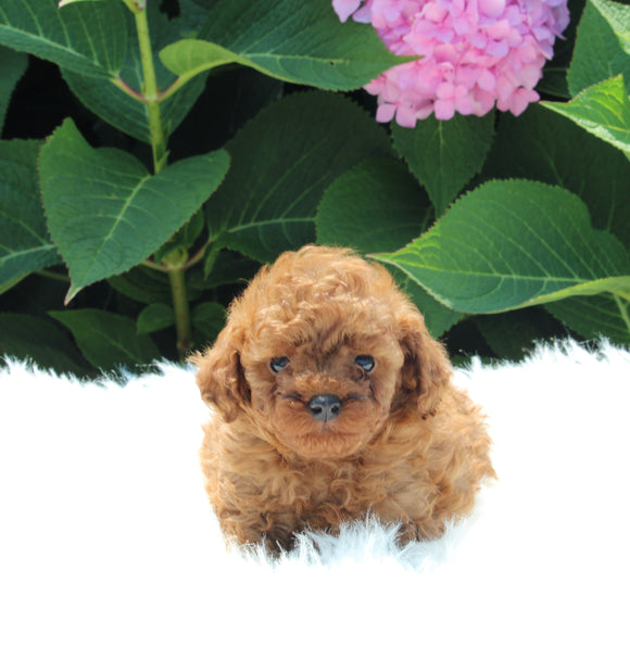 AKC Registered Mini Poodle For Sale Millersburg OH Male-Elvis