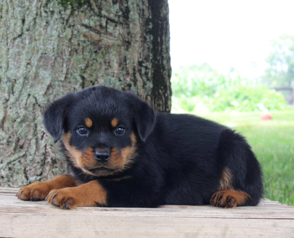 AKC Rottweiler For Sale Fredericksburg OH Male-Rusty