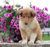 Collie Lassie For Sale Fredericksburg OH Male-Wyatt