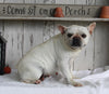 AKC French Bulldog For Sale Millersburg OH Female-Jolly