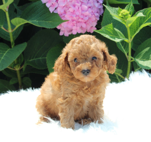 AKC Registered Mini Poodle For Sale Millersburg OH Male-Legend