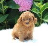 AKC Registered Mini Poodle For Sale Millersburg OH Male-Legend